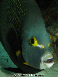 Gray Angelfish, Bonaire 2008 by Abimael Márquez 